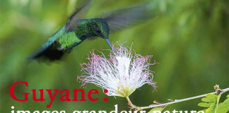 header-article-guyane-cayenne-images-grandeur-nature