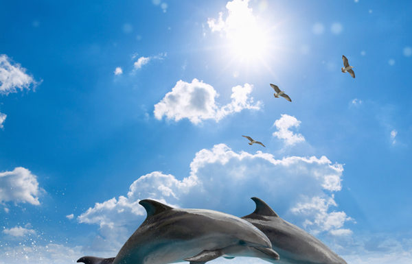 voir des dauphins en Martinique