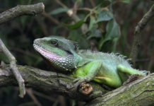 Iguane de Martinique
