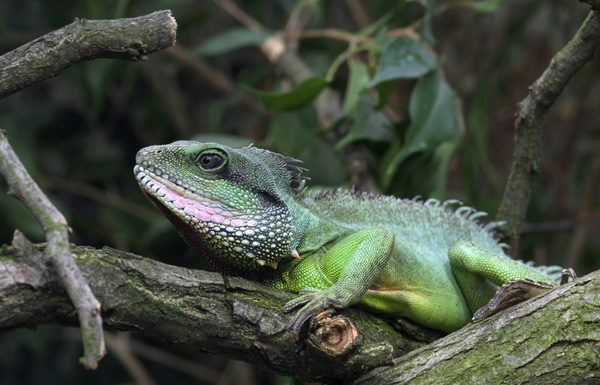 Iguane de Martinique
